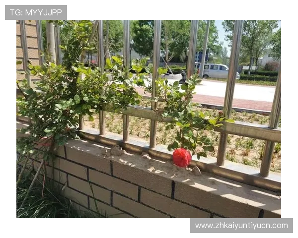 开云正规官网官方授权,确保每一件商品都是真品无假货 开云正规官网官方授权,确保每一件商品都是真品无假货